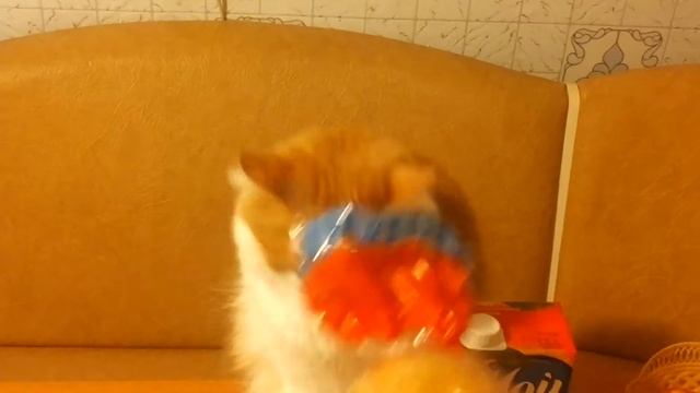 Мой кот ест целофан? смотреть онлайн