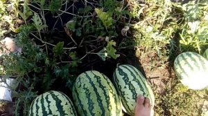 Результат прививки арбуза на разные подвои.