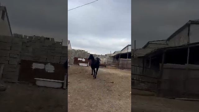 Карачаевский Жеребец.Год и10-мес Рост-150,активно растет.130 тыс. Карабудахкент+7 988 294-93-04