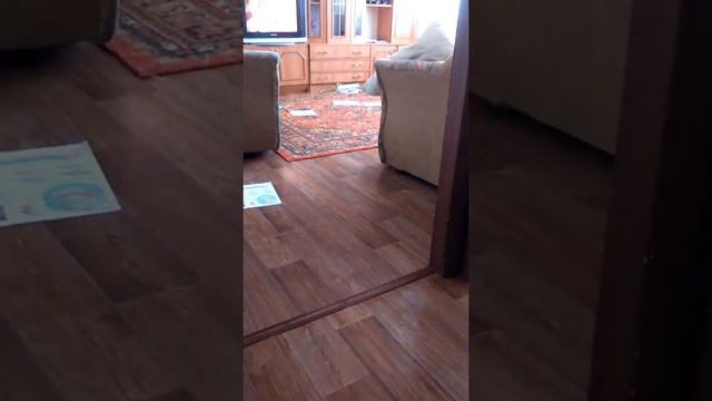 ОСТОРОЖНО! ЗЛОЙ КОТ! смотреть онлайн