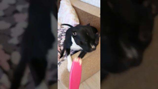 Питбультерьер погрыз вещи. Собака разнесла квартиру ? Самая опасная в мире порода ?♀️