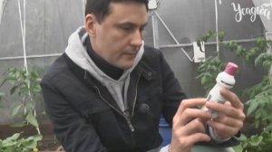 ВСЕ О ВЫРАЩИВАНИИ ОГУРЦОВ от А до Я  в теплице и в открытом грунте