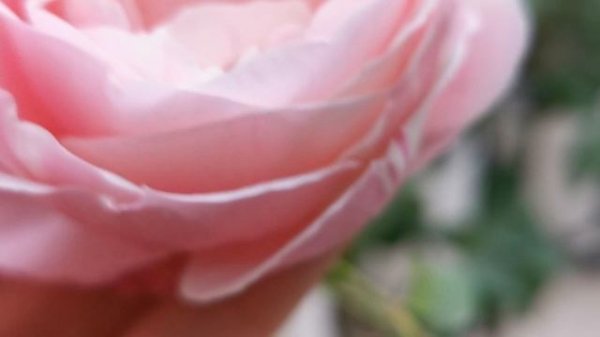 BILLET DOUX ROSE plant by Georges DELBARD 2009 バラ ビエ ヅー variegated striped