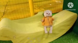 Басик в „Monkey парке“??