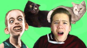 КОШКИ чуть НЕ УМЕРЛИ... от смеха! Ко мне пришла СУМАСШЕДШАЯ ФАНАТКА.