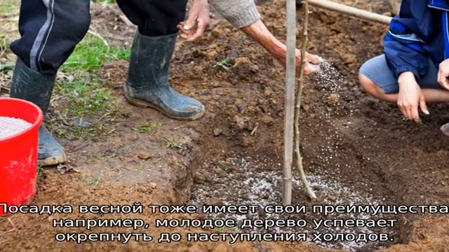 Яблоня Алеся смотреть онлайн