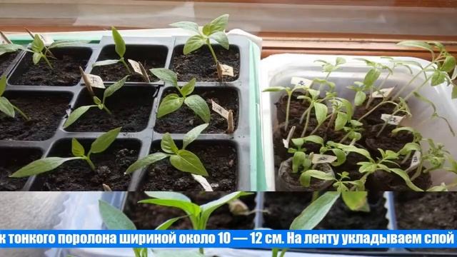 Когда пикировать рассаду перца в апреле 2021 года по лунному календарю смотреть онлайн