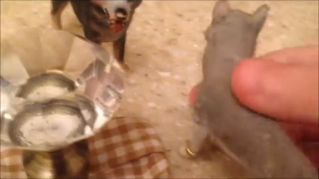 Страна снов . смотреть онлайн