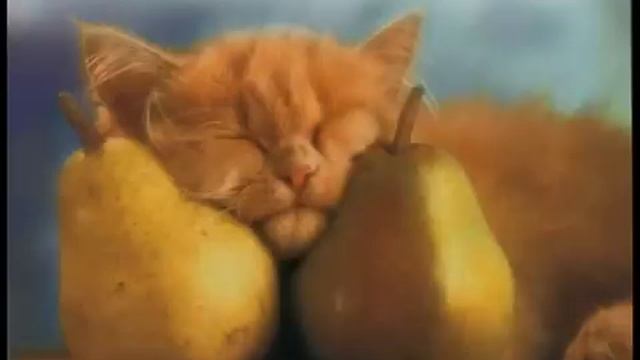 Алексин   Сосущие Головы