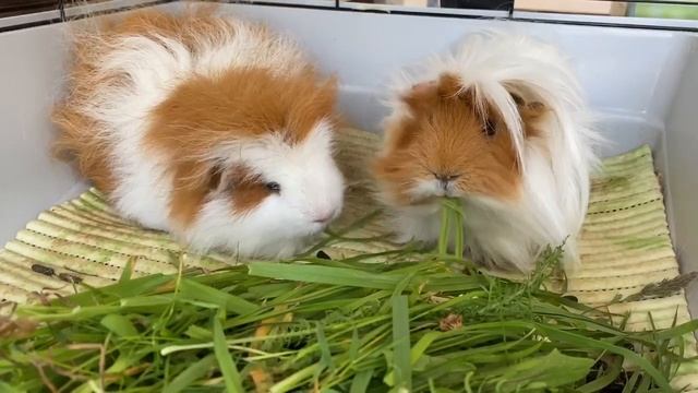 Морские свинки смачно кушают.