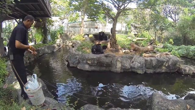 Кормление животных в Бангкокском зоопарке смотреть онлайн