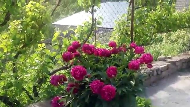 ПИОНЫ В РАЮ. СОРТ Распберри Санде» смотреть онлайн