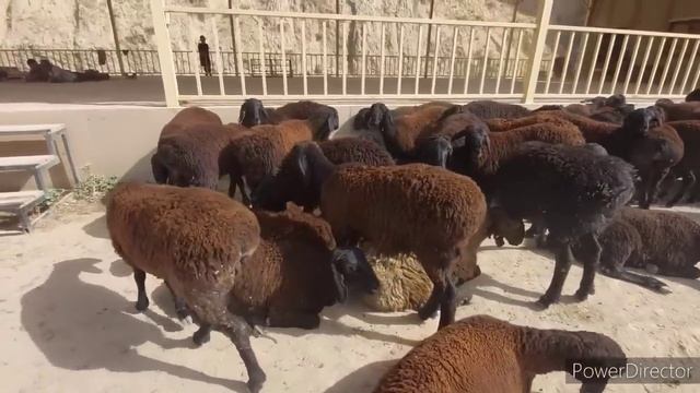 оптом мол бозор Душанбе 2022 25 июля мол арзон