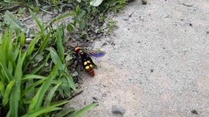 Оса Сколия, гигант.