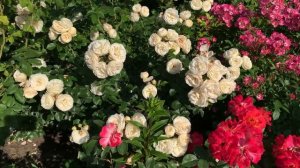 Роза Артемис, Rosa Artemis