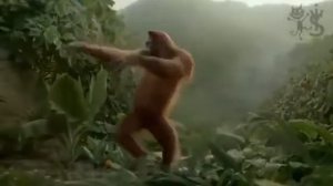 Видео про обезьяну понедельник