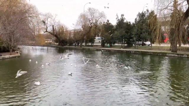 02022020 "Парк Горького" - старейший парк Краснодара смотреть онлайн