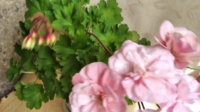 Леона Галактика смотреть онлайн