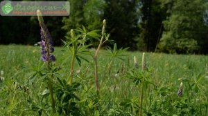 Цветок люпин – уход: удобрение и полив люпина, болезни и вредители