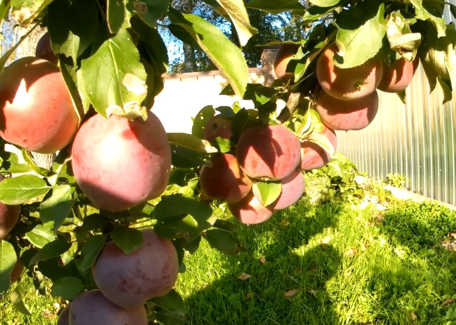 Осень. Сад. Огород. Высокие грядки. Первый сезон смотреть онлайн
