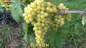 Виноград Беларуси .Лидчина. Сорт винограда- Валек.