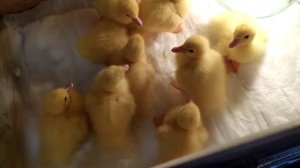 Белые мускусные утята  Чем пропаивать с первых дней и чем кормить