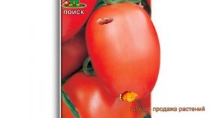 Томат обыкновенный Новичок (novichok) ? томат Новичок обзор: как сажать семена томата Новичок