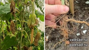 ЛИСТЬЯ ОГУРЦОВ ВЯНУТ, СРОЧНО СДЕЛАЙТЕ ЭТО!