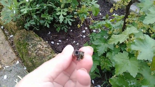 Срочная обрезка красной смородины весной. смотреть онлайн