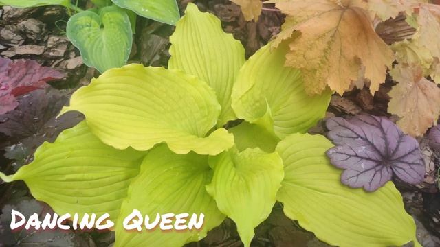 Хоста dancing Queen смотреть онлайн