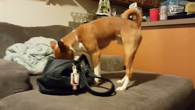 Basenji With A Cough смотреть онлайн
