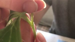 Быстрый вид прививки арбуза на тыкву. Самая приживаемая прививка арбуза, получится даже у новичков.