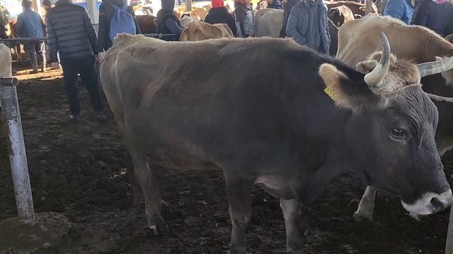 Каракол мал базары || Бельгийский букалар ж.н Монбельярд француз уйлары смотреть онлайн