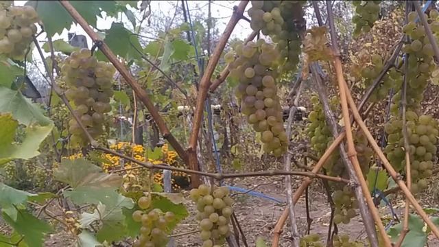 Кристалл, виноград для средней полосы России смотреть онлайн