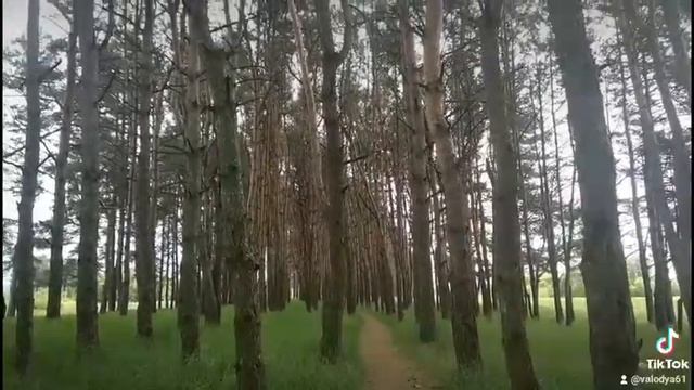 Сосновый лес. смотреть онлайн
