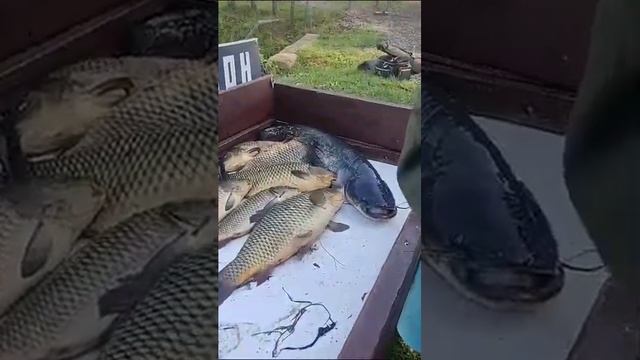 Отличная рыбалка Каньон. #отзыворыбалкеканьон смотреть онлайн