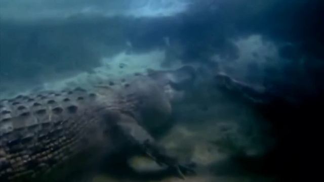 Реакция на SmartPizza - Самые опасные обитатели океанов и морей.