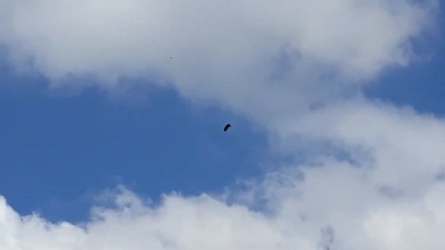 Крымский гриф или чёрный гриф или бурый гриф (лат. Aegypius monachus) смотреть онлайн