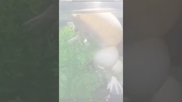 Африканская когтистая лягушка .ХАМЕЛЕОН. смотреть онлайн