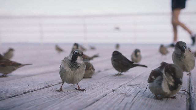 【中國風】 超好聽中國古典音樂 古箏輕音樂 安靜音樂 心靈音樂 放鬆音樂 瑜伽音樂 冥想音樂 睡眠音樂 - Guzheng Music, Chinese Music, Bamboo Flute смотреть онлайн