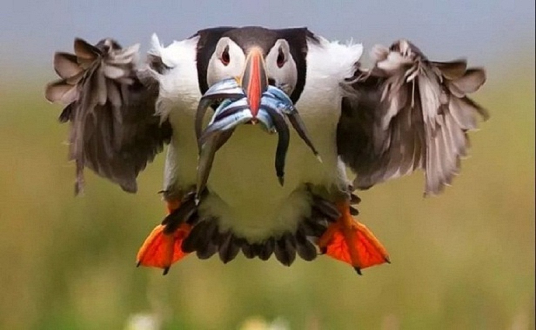 Смешные видео приколы с птицами