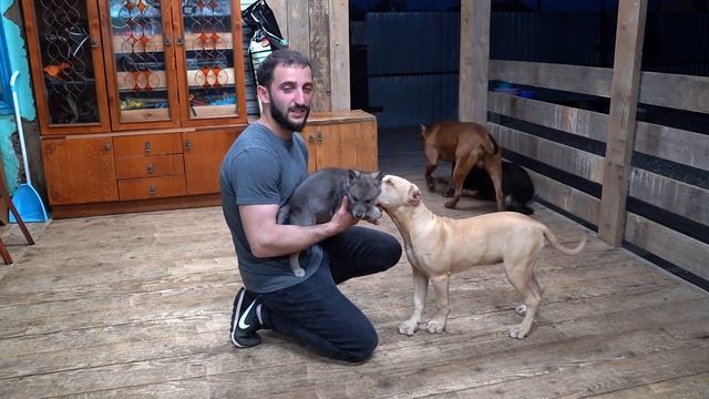 Знакомство Волчицы Луны с бандой!!! Волк/питбуль/волкособ/дворняжка. смотреть онлайн
