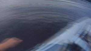 ловля судака на кружки