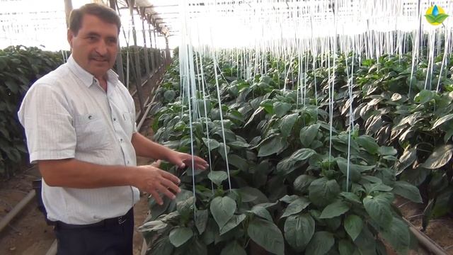 ПЕРЕЦ СОЛАНОР F1 - КОМПАКТНЫЙ, УРОЖАЙНЫЙ, ШИКАРНЫЙ ГИБРИД (06-08-2019) смотреть онлайн