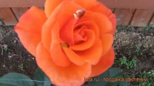 Роза плетистая Метанойя (rose metanoia) ? роза Метанойя обзор: как сажать саженцы розы Метанойя