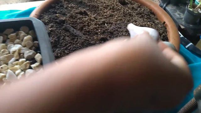 #ECHEVERIA GOIABINHA, ECHEVERIA HUMBERTO VILLA DECAPITADA E RESULTADO смотреть онлайн