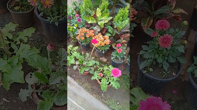 Gerbera Gudhal and many others flower in winter season attractions with colourful leaves plants sho смотреть онлайн
