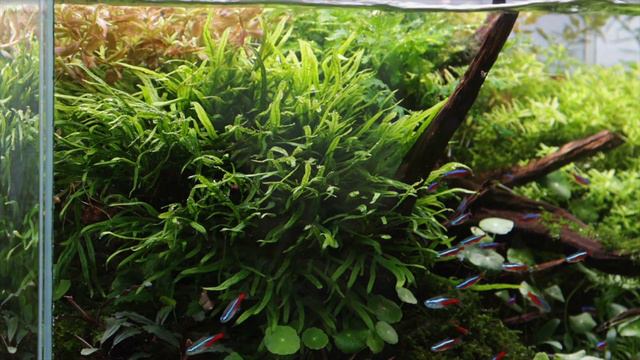 Microsorum Pteropus 'Trident' - Trident Fern