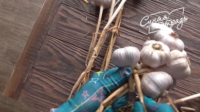КОСА из ЧЕСНОКА / Легко и просто! смотреть онлайн