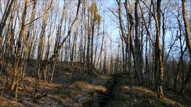 Грибы весной! Какие грибы растут ранней весной? смотреть онлайн